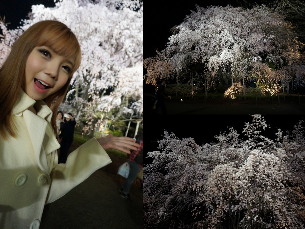 Blog -Night Sakura-001